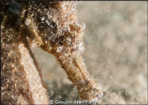 Sea horse in the sand 60mm D300 by Giroudon Jean-Pierre 